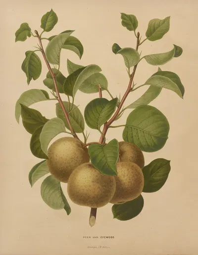Nederlandsche flora en pomona Pl.63 by Abraham Jacobus Wendel, 1879 — digital art print download