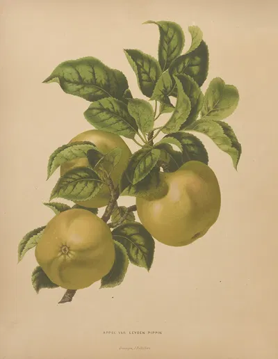 Nederlandsche flora en pomona Pl.67 by Abraham Jacobus Wendel, 1879 — digital art print download