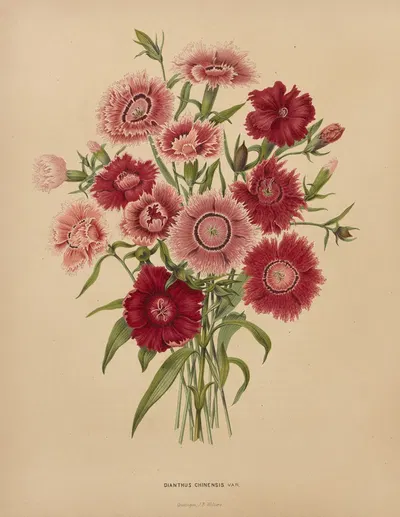 Nederlandsche flora en pomona Pl.68 by Abraham Jacobus Wendel, 1879 — digital art print download
