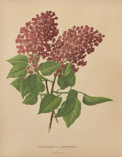 Nederlandsche flora en pomona Pl.69 by Abraham Jacobus Wendel, 1879 — digital art print download