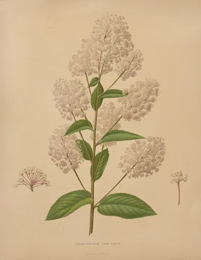 Nederlandsche flora en pomona Pl.72 by Abraham Jacobus Wendel, 1879 — digital art print download