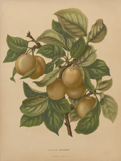 Nederlandsche flora en pomona Pl.77 by Abraham Jacobus Wendel, 1879 — digital art print download