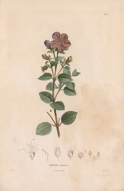 Botanique Pl.01 by Alexander von Humboldt, 1809 — digital art print download