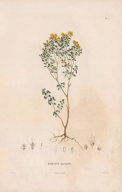 Botanique Pl.02 by Alexander von Humboldt, 1809 — digital art print download