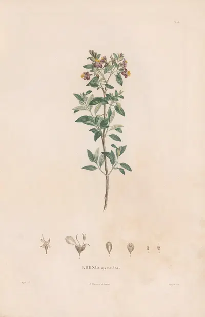 Botanique Pl.03 by Alexander von Humboldt, 1809 — digital art print download