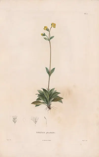 Botanique Pl.04 by Alexander von Humboldt, 1809 — digital art print download