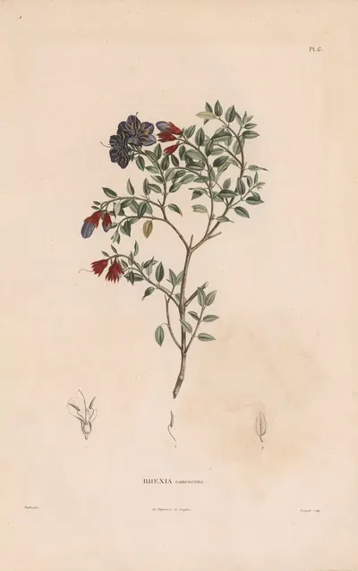 Botanique Pl.05 by Alexander von Humboldt, 1809 — digital art print download