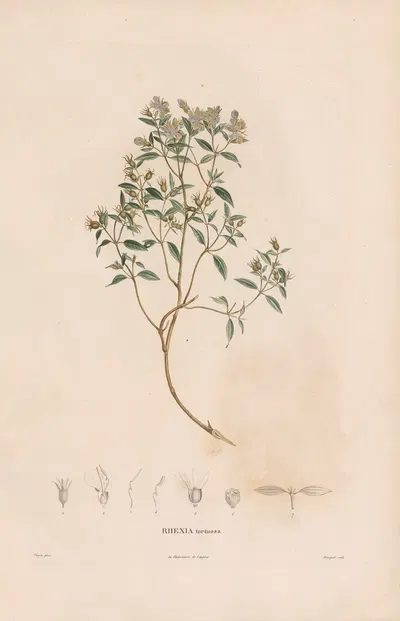 Botanique Pl.06 by Alexander von Humboldt, 1809 — digital art print download