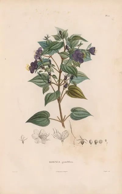 Botanique Pl.10 by Alexander von Humboldt, 1809 — digital art print download