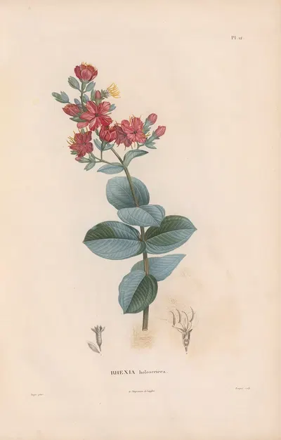 Botanique Pl.11 by Alexander von Humboldt, 1809 — digital art print download