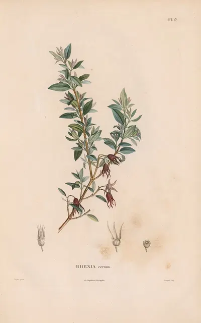Botanique Pl.12 by Alexander von Humboldt, 1809 — digital art print download