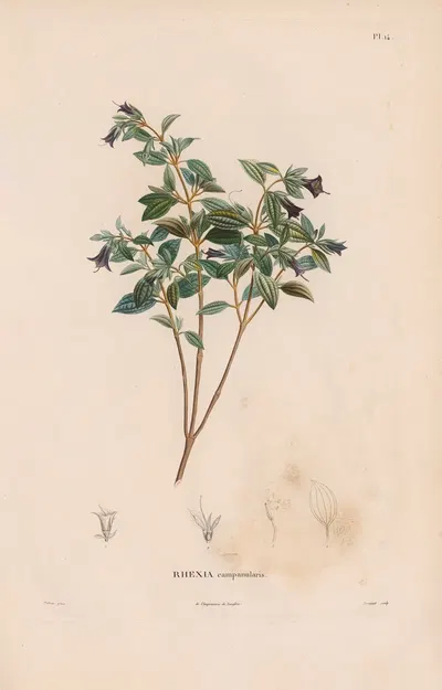 Botanique Pl.13 by Alexander von Humboldt, 1809 — digital art print download