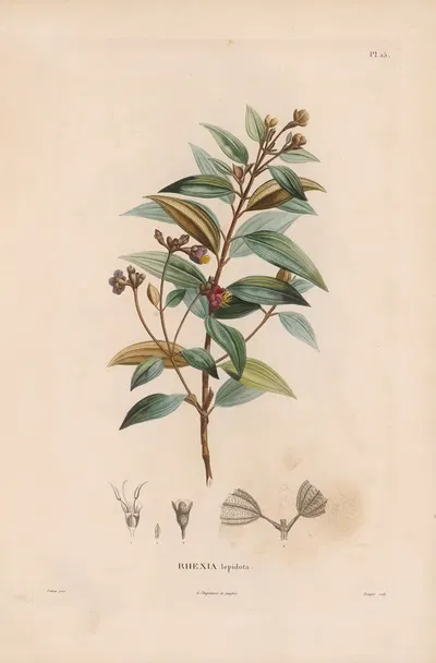 Botanique Pl.14 by Alexander von Humboldt, 1809 — digital art print download
