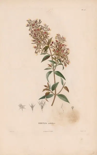 Botanique Pl.15 by Alexander von Humboldt, 1809 — digital art print download