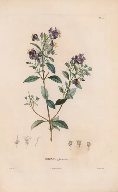 Botanique Pl.16 by Alexander von Humboldt, 1809 — digital art print download