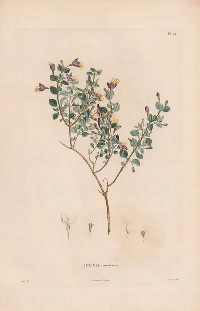 Botanique Pl.17 by Alexander von Humboldt, 1809 — digital art print download