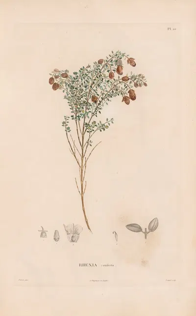 Botanique Pl.18 by Alexander von Humboldt, 1809 — digital art print download