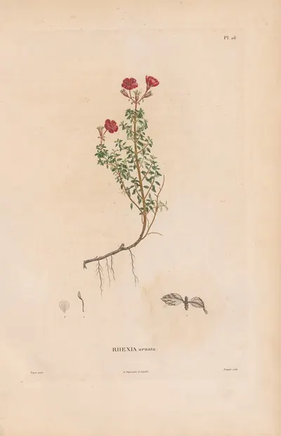Botanique Pl.20 by Alexander von Humboldt, 1809 — digital art print download