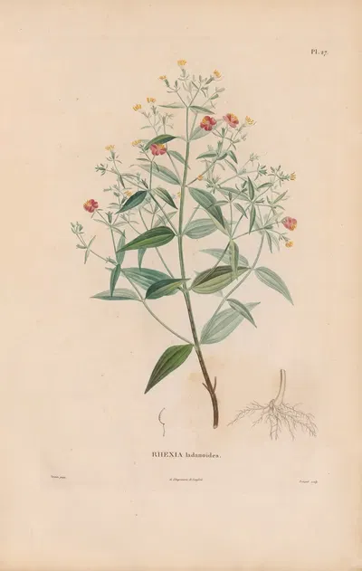 Botanique Pl.21 by Alexander von Humboldt, 1809 — digital art print download