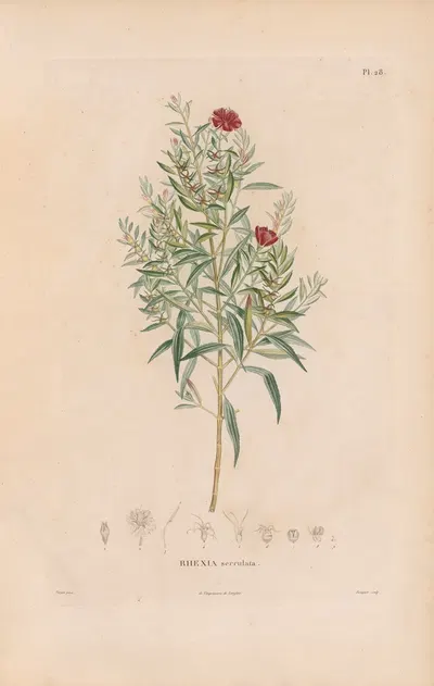 Botanique Pl.22 by Alexander von Humboldt, 1809 — digital art print download