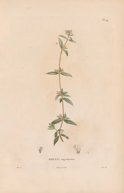 Botanique Pl.23 by Alexander von Humboldt, 1809 — digital art print download