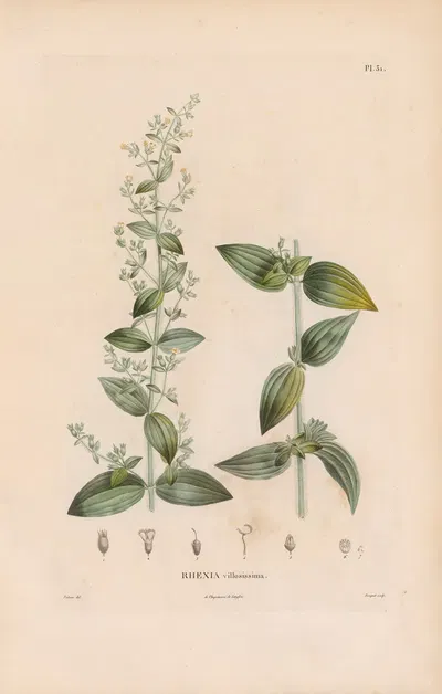 Botanique Pl.25 by Alexander von Humboldt, 1809 — digital art print download