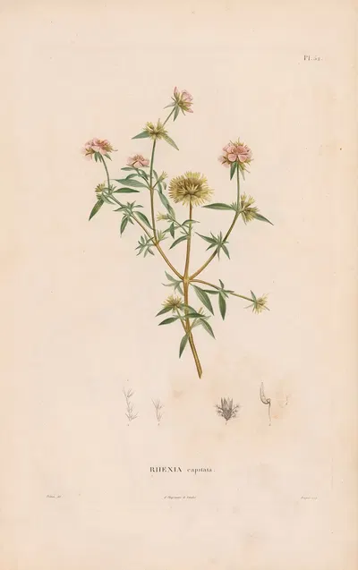 Botanique Pl.26 by Alexander von Humboldt, 1809 — digital art print download