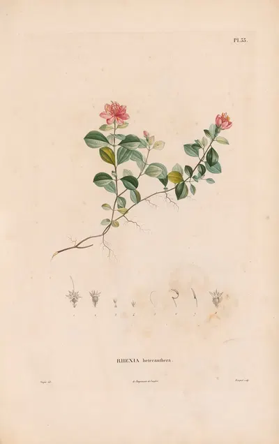 Botanique Pl.27 by Alexander von Humboldt, 1809 — digital art print download