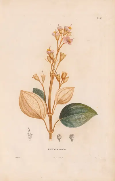 Botanique Pl.28 by Alexander von Humboldt, 1809 — digital art print download