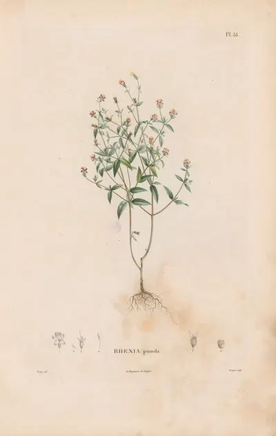 Botanique Pl.29 by Alexander von Humboldt, 1809 — digital art print download