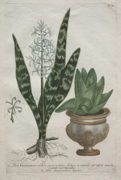 Aloes by Bartholomaus Seutter — digital art print download