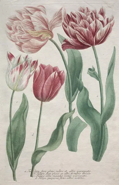 Tulips by Bartholomaus Seutter — digital art print download