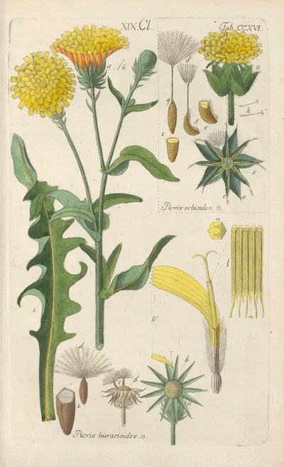 Botanisches Handbuch Pl.04 by Christian Schkuhr, 1808 — digital art print download