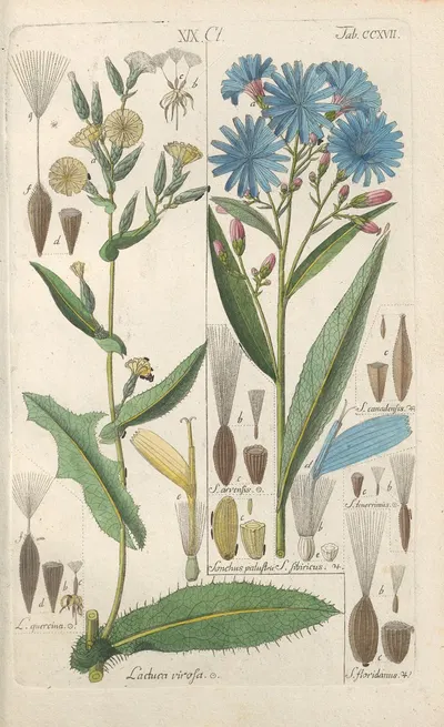 Botanisches Handbuch Pl.05 by Christian Schkuhr, 1808 — digital art print download