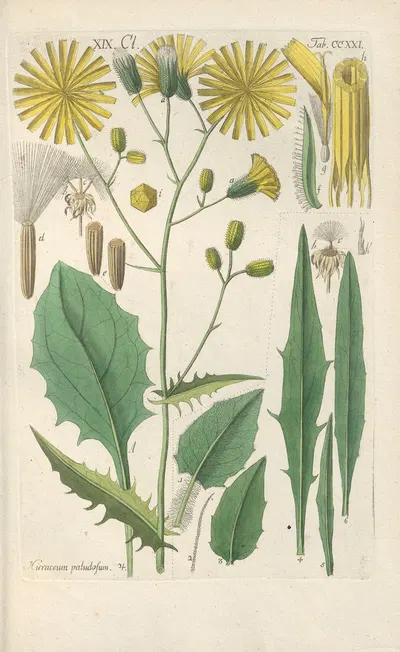 Botanisches Handbuch Pl.09 by Christian Schkuhr, 1808 — digital art print download