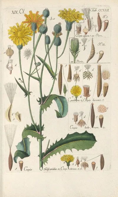 Botanisches Handbuch Pl.10 by Christian Schkuhr, 1808 — digital art print download