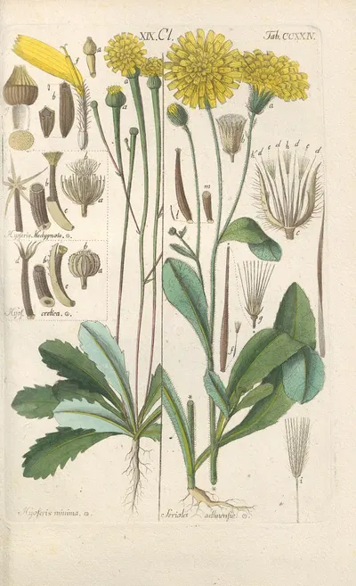 Botanisches Handbuch Pl.12 by Christian Schkuhr, 1808 — digital art print download