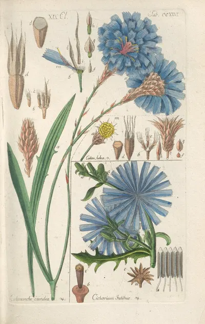 Botanisches Handbuch Pl.14 by Christian Schkuhr, 1808 — digital art print download