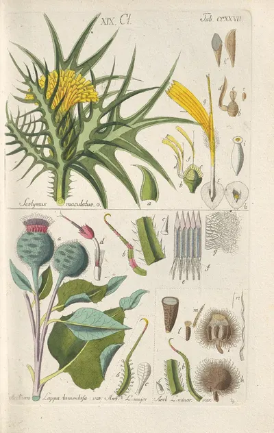 Botanisches Handbuch Pl.15 by Christian Schkuhr, 1808 — digital art print download