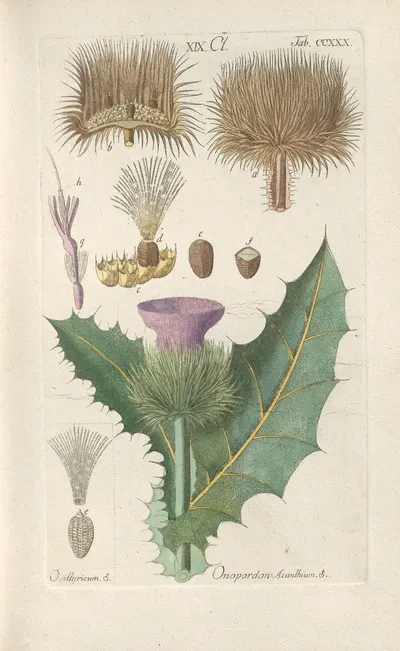 Botanisches Handbuch Pl.18 by Christian Schkuhr, 1808 — digital art print download