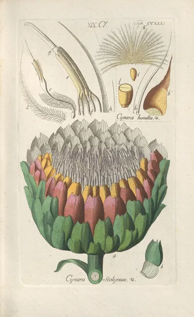 Botanisches Handbuch Pl.19 by Christian Schkuhr, 1808 — digital art print download