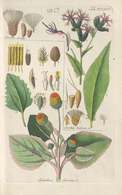 Botanisches Handbuch Pl.22 by Christian Schkuhr, 1808 — digital art print download