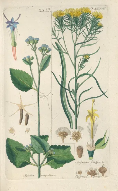 Botanisches Handbuch Pl.26 by Christian Schkuhr, 1808 — digital art print download