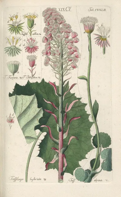 Botanisches Handbuch Pl.30 by Christian Schkuhr, 1808 — digital art print download