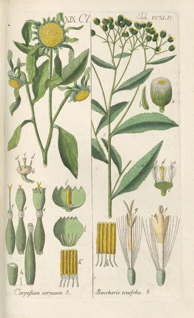 Botanisches Handbuch Pl.32 by Christian Schkuhr, 1808 — digital art print download