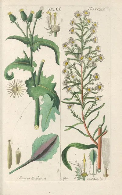 Botanisches Handbuch Pl.33 by Christian Schkuhr, 1808 — digital art print download