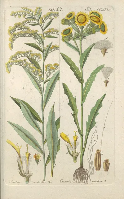 Botanisches Handbuch Pl.34 by Christian Schkuhr, 1808 — digital art print download