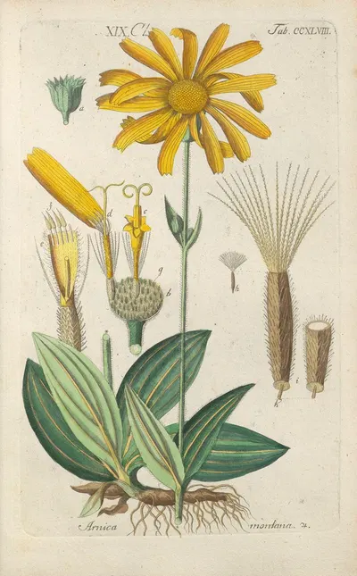 Botanisches Handbuch Pl.37 by Christian Schkuhr, 1808 — digital art print download