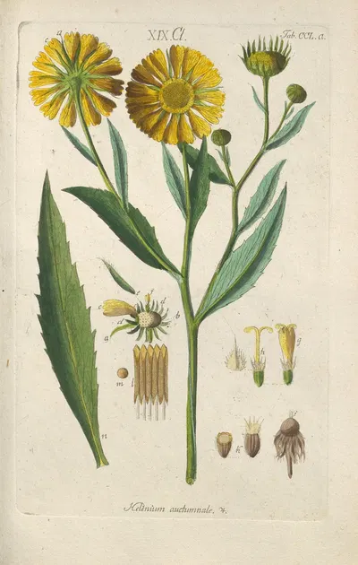 Botanisches Handbuch Pl.39 by Christian Schkuhr, 1808 — digital art print download