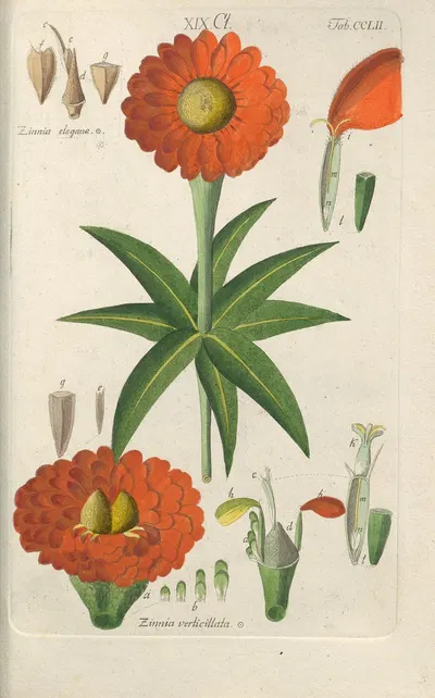 Botanisches Handbuch Pl.42 by Christian Schkuhr, 1808 — digital art print download